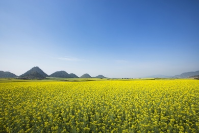 云南省罗平县金鸡峰丛风景区