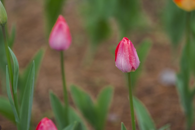 盛开的郁金香花