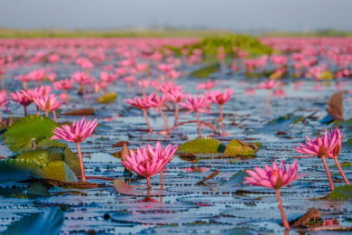 泰国东北乌隆他尼红莲湖盛开的红莲花海