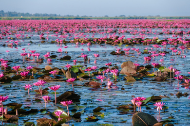 泰国东北乌隆他尼红莲湖盛开的红莲花海