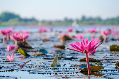 泰国东北乌隆他尼红莲湖盛开的红莲花海