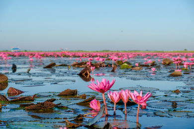泰国东北乌隆他尼红莲湖盛开的红莲花海