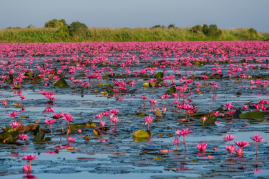 泰国东北乌隆他尼红莲湖盛开的红莲花海
