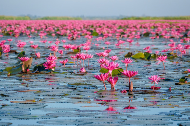 泰国东北乌隆他尼红莲湖盛开的红莲花海