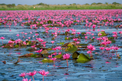 泰国东北乌隆他尼红莲湖盛开的红莲花海