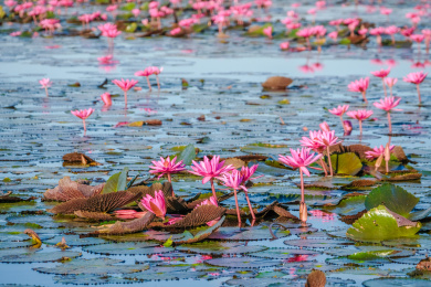 泰国东北乌隆他尼红莲湖盛开的红莲花海