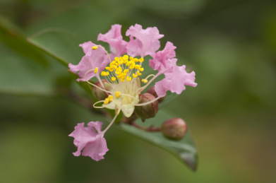 野外拍摄紫薇花
