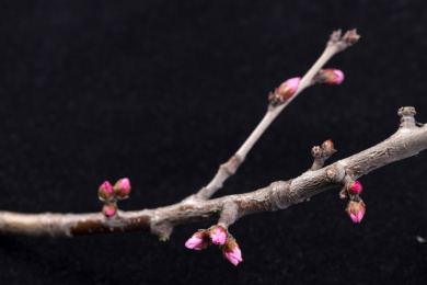 春天的桃树枝 桃枝