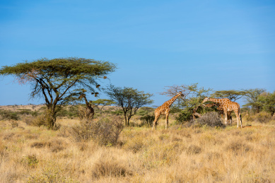 非洲草原的旱季一群长颈鹿正在吃草