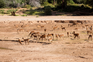 非洲大草原的旱季一群黑斑羚在干涸的河床上寻找水源