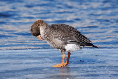 一直站立在冰面上的低头梳理羽毛的大雁