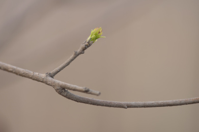 梨树枝条上的嫩芽 植物
