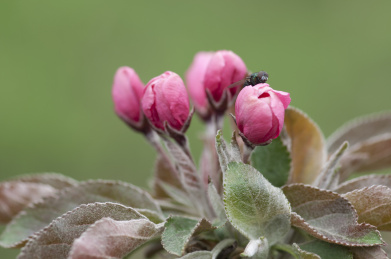 清晨公园里含苞待放海棠花的粉红色花骨朵