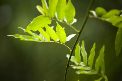 紫藤树上的叶子 自然