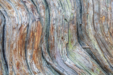 古柏树的树皮纹理 古代