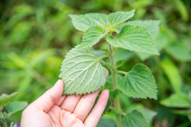 生长的中草药广防风