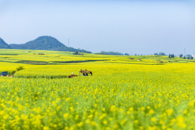 春天里的云南罗平油菜花田