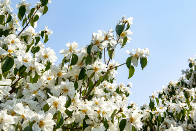 蓝天下盛开的白色山茶花树
