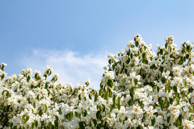 蓝天下盛开的白色山茶花树