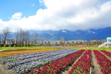 云南大理云海芳草花卉博览园
