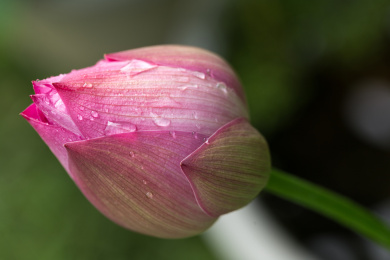 荷花花苞花蕾特写 叶