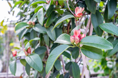 珍稀藤本植物布福娜的花朵花苞
