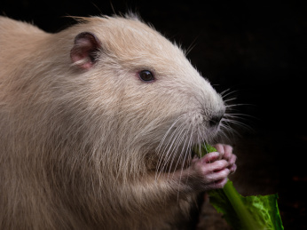 正在吃食的河狸 巨水鼠