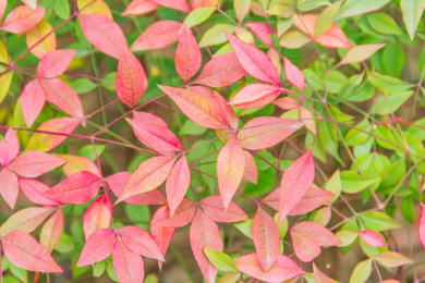 红红绿绿南天竹叶子