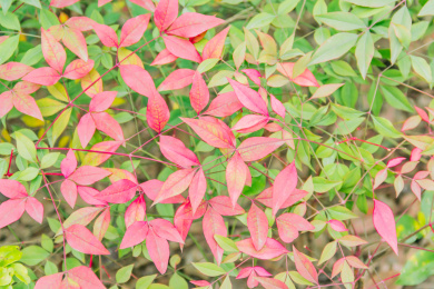 红红绿绿南天竹叶子