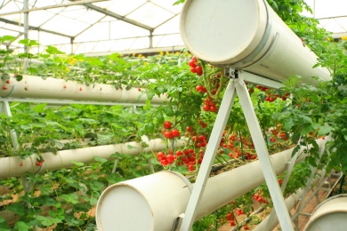 无土栽培小柿子 中国