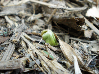 春季发芽的喇叭花 喇叭花