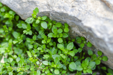 春天石头下生长的小草
