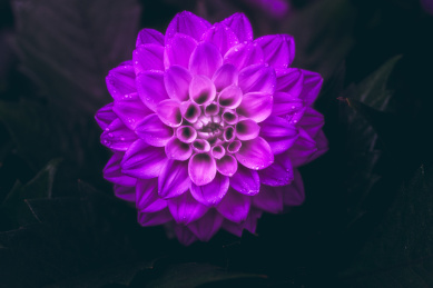 紫色的大丽花 大丽花