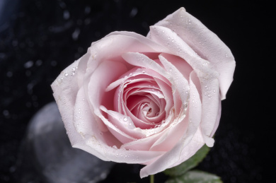 美丽的粉红雪山玫瑰