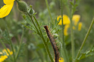 停栖在草叶上的蜈蚣