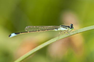 停栖在草叶上的豆娘