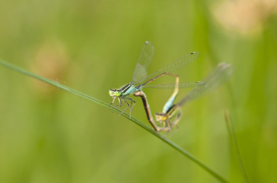 停栖在草叶上的豆娘