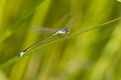 停栖在草叶上的豆娘
