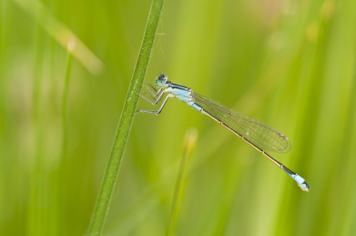 停栖在草叶上的豆娘