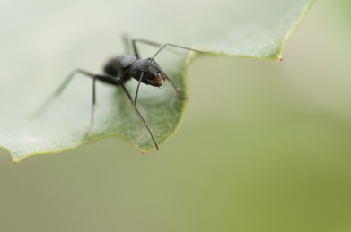 停栖在树叶上的蚂蚁