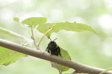 停栖在树干上的切叶蜂