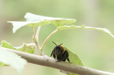 停栖在树干上的切叶蜂
