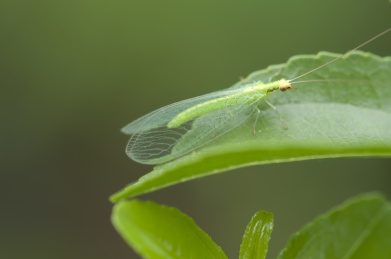 停栖在树叶上的草蛉