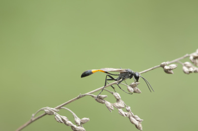 停栖在干枯茎秆上的姬蜂