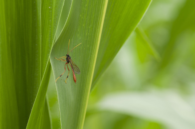 停栖在玉米叶上的姬蜂