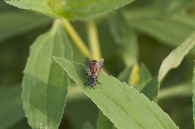 停栖在草叶上的叶蜂
