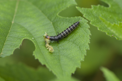 正在进食的多足昆虫