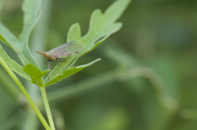 停栖在植物上的中华鼻蜡蝉