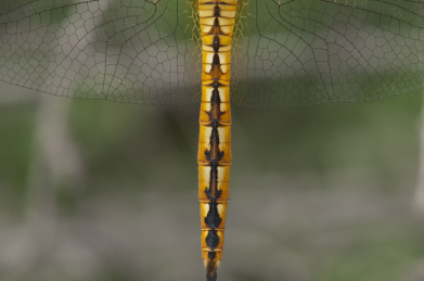 黄蜻的尾部特写