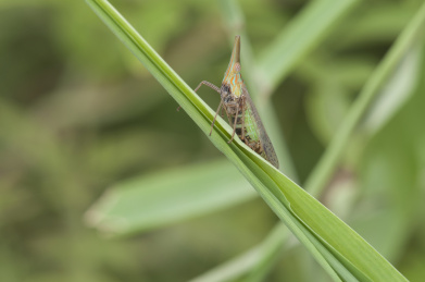停栖在植物上的中华鼻蜡蝉